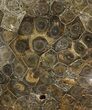 Polished Fossil Coral (Actinocyathus) - Morocco #90255-1
